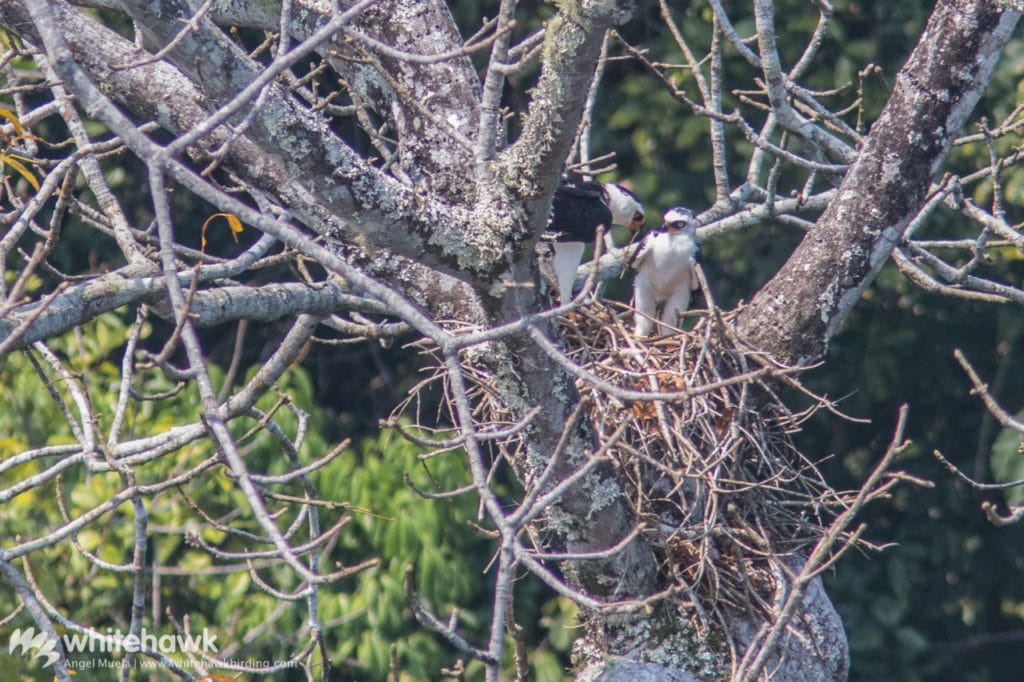 Black and White Hawk-eagle nesting Belize Whitehawk Birding