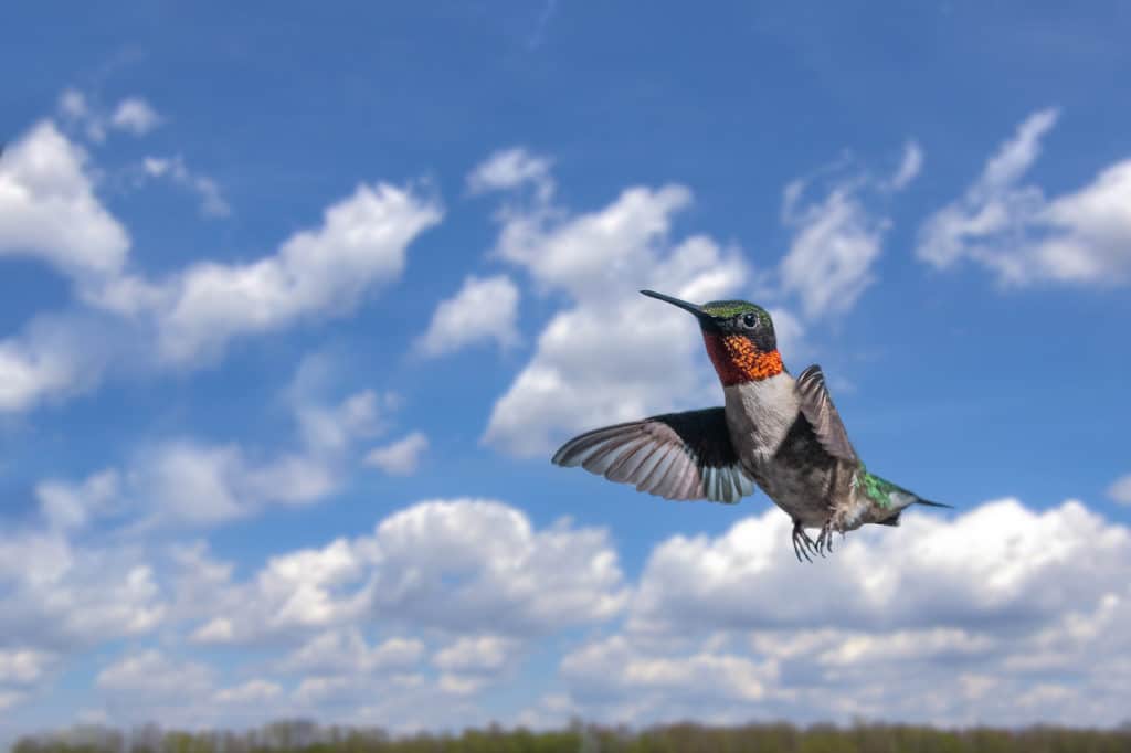 do hummingbirds travel far