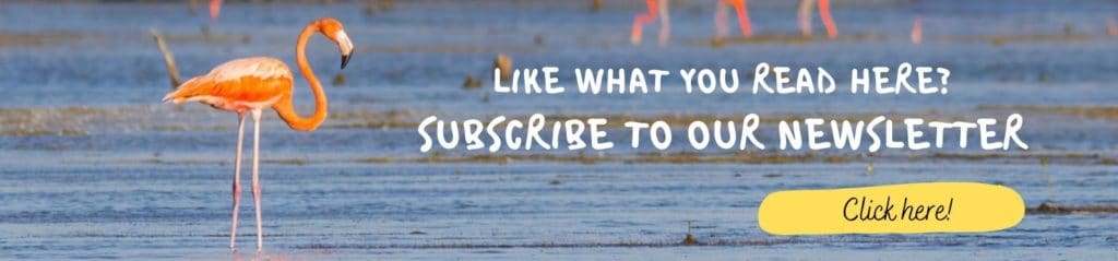 Banner Newsletter Subscribe Whitehawk Birding