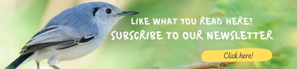 Banner Newsletter Subscribe Whitehawk Birding