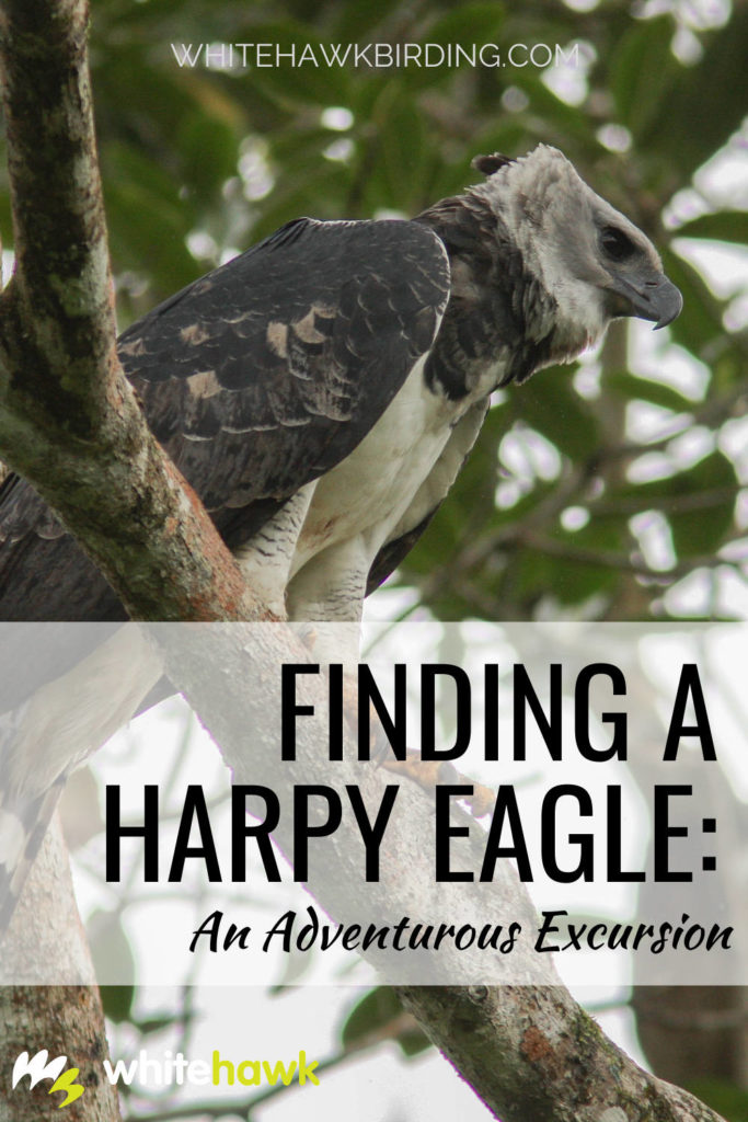 Finding a Harpy Eagle An Adventurous Excursion - Whitehawk Birding: Finding a Harpy Eagle in a vast rainforest can feel like finding a needle in a haystack, but seeking out clues and even better, a nest site, can help find this holy grail bird.