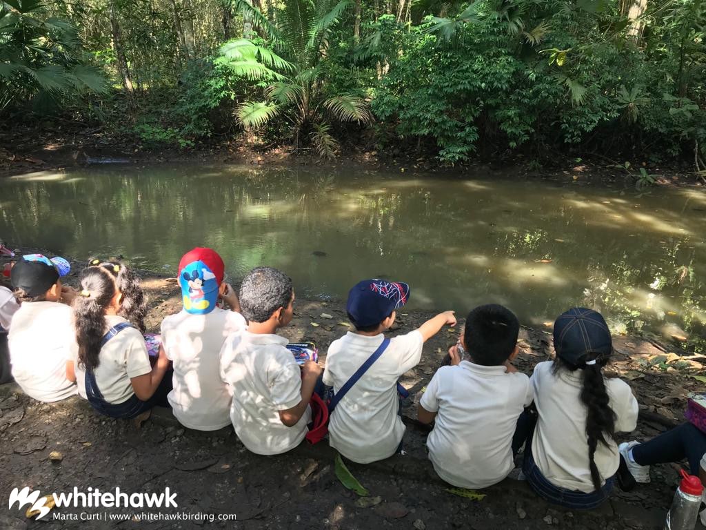 Jr Naturalist Program Panama Whitehawk Birding