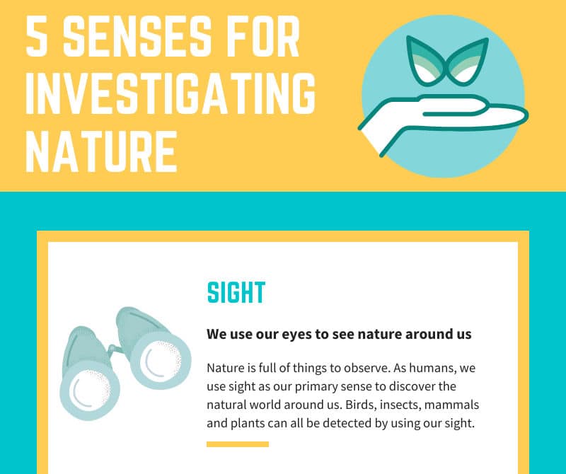 Five Senses For Investigating Nature Infographic