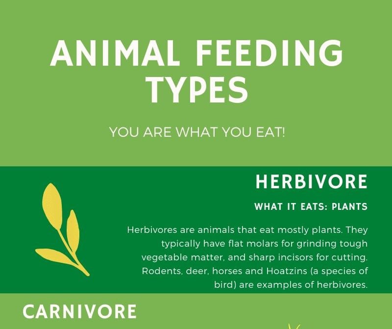 Animal Feeding Types Infographic
