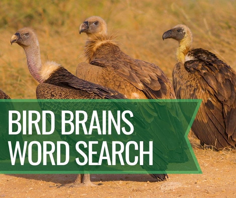 Bird Brains Word Search