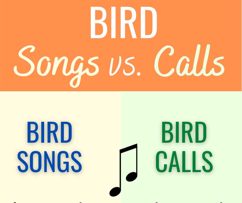 Bird Songs vs. Calls Infographic