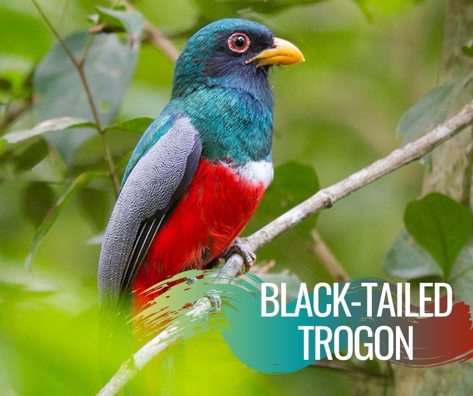 Black-tailed Trogon Early Learners Coloring Page