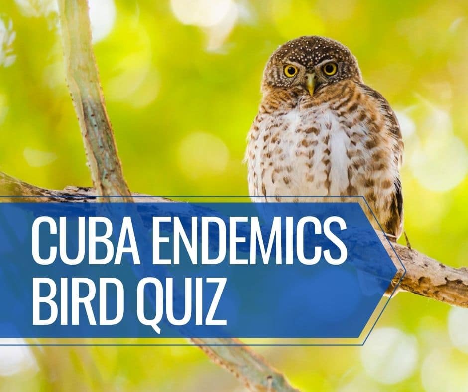 Cuba Endemics Bird Quiz