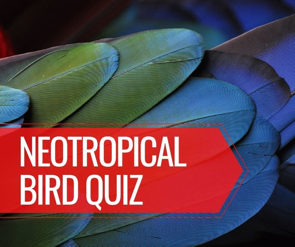 Neotropical Bird Quiz