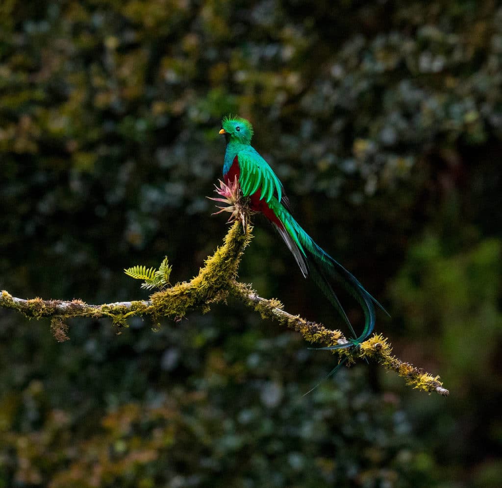 Resplendent Quetzal National Bird of Guatemala Whitehawk Birding