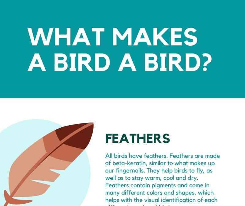 What Makes a Bird a Bird? Bird Characteristics Infographic