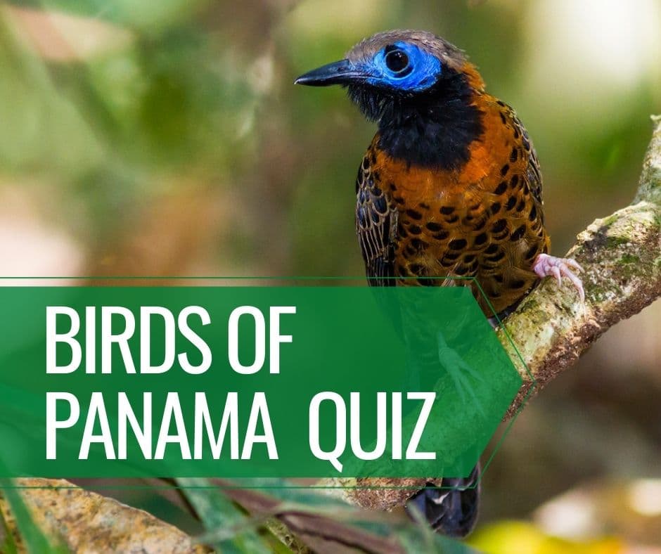 Birds of Panama Quiz