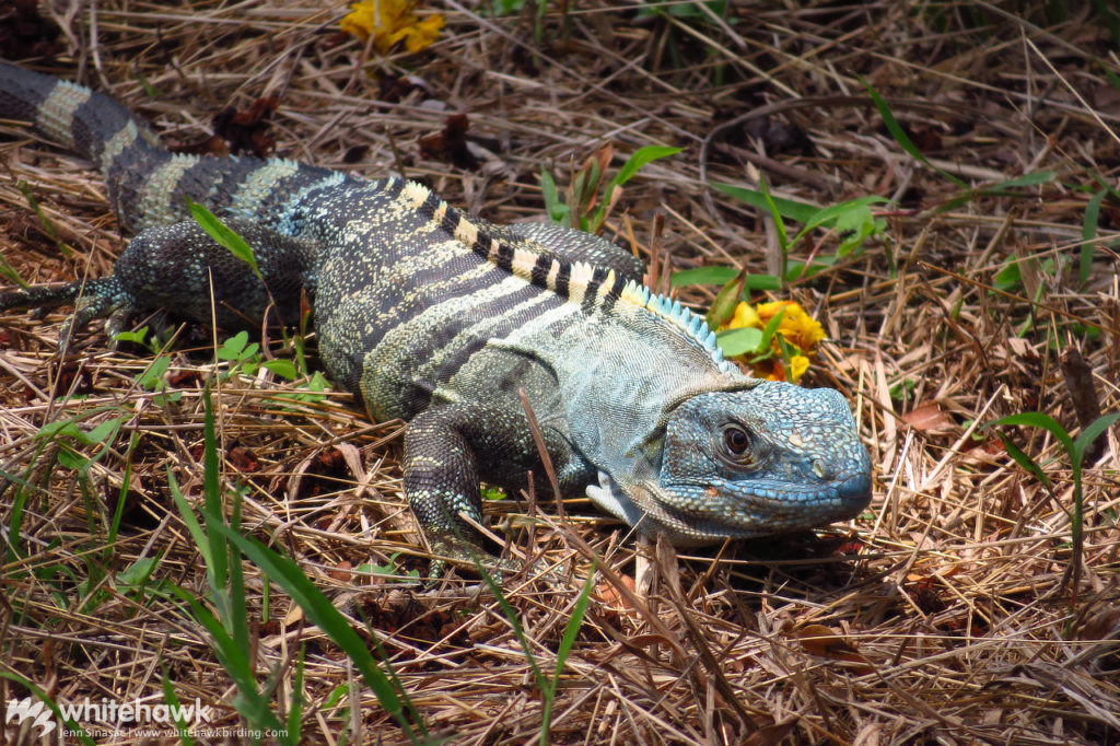 Black Spiny-tailed Iguana Panama wildlife Whitehawk Birding