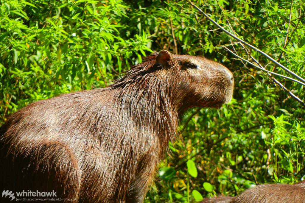 Lesser Capybara Panama wildlife Whitehawk Birding