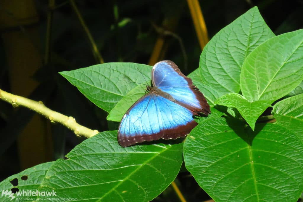 Morpho Butterfly Panama Whitehawk Birding