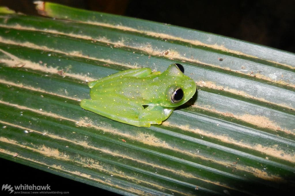 Glass Frog Panama Whitehawk Birding