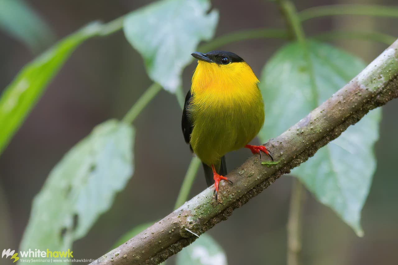 Golden-collared Manakin Panama Whitehawk Birding