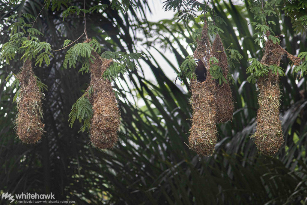 Chestnut-headed Oropendola Panama Whitehawk Birding