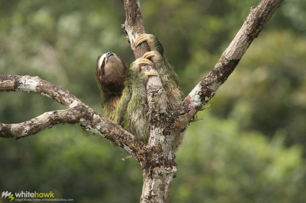 Brown-throated Three-toed Sloth Panama Whitehawk Birding