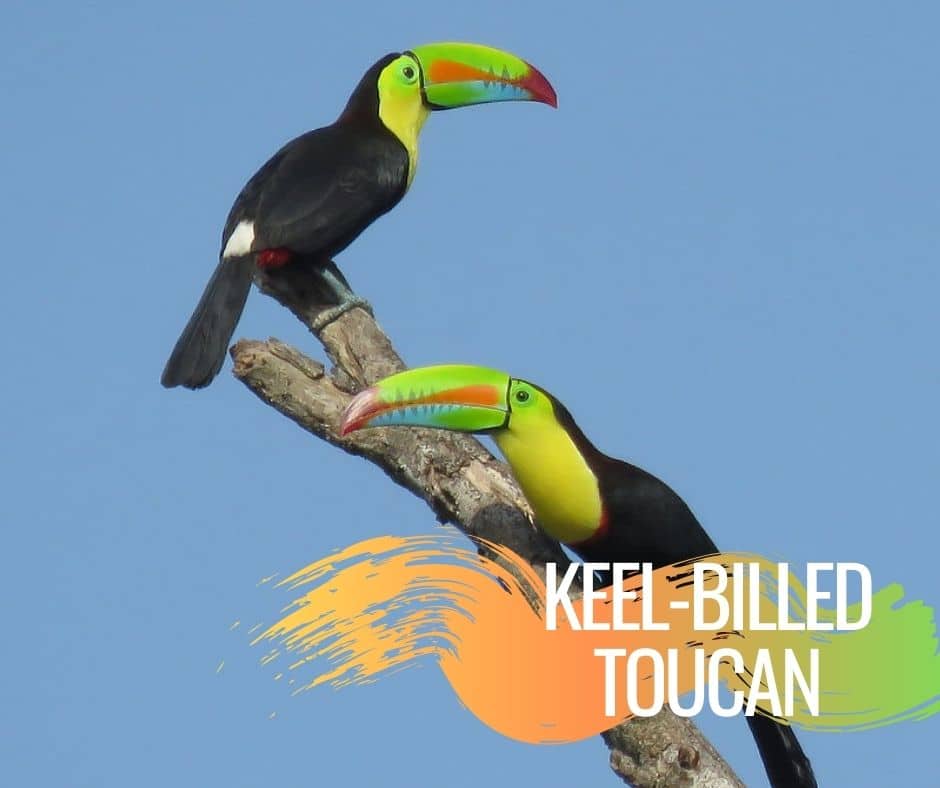 Keel-billed Toucan Early Learners Coloring Page