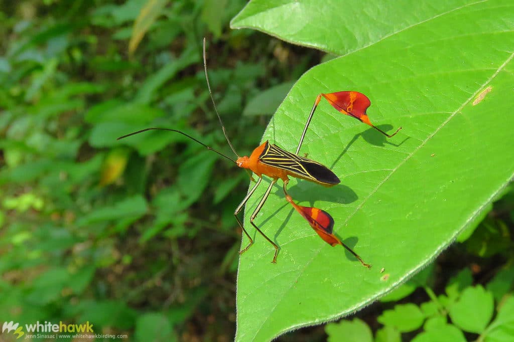 Leaf-footed Bug Panama wildlife Whitehawk Birding