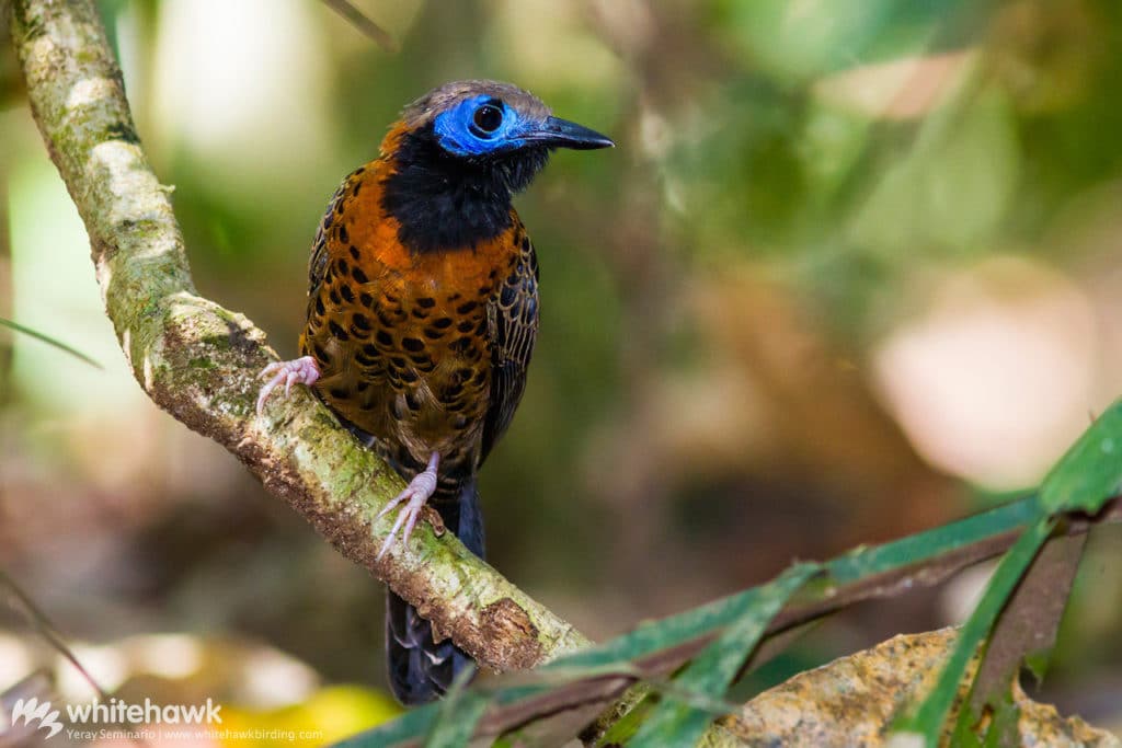 Ocellated Antbird Panama Whitehawk Birding October Big Day