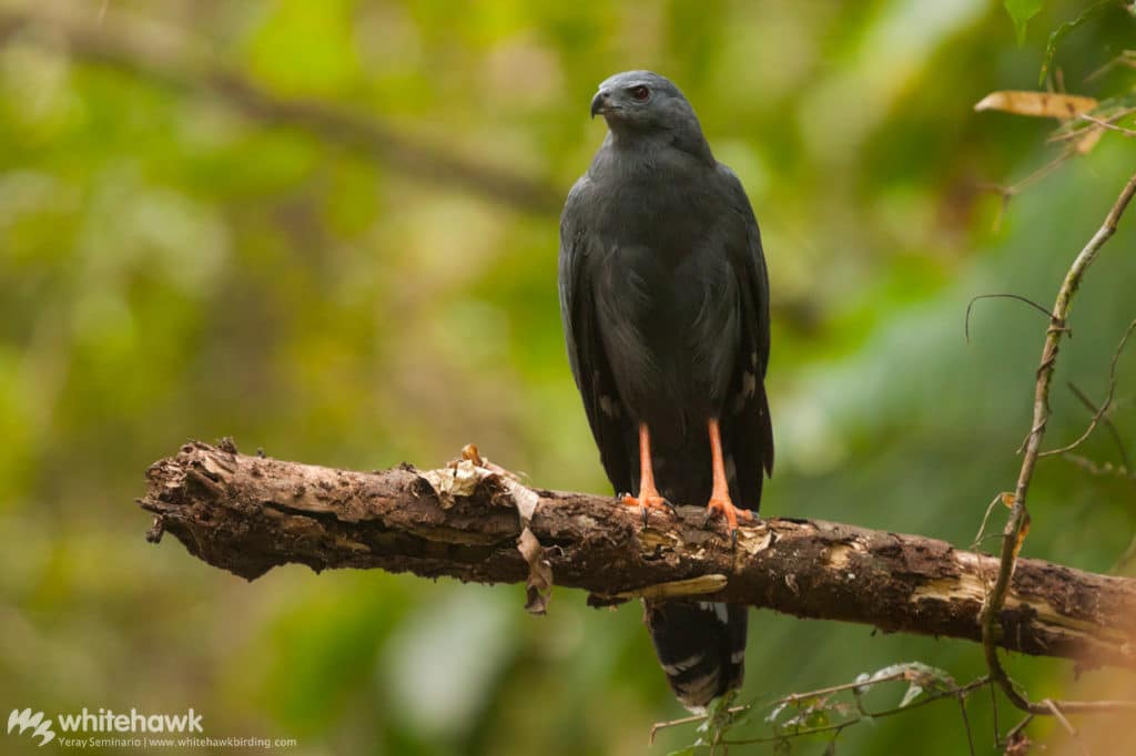 Crane Hawk Panama Whitehawk Birding October Big Day