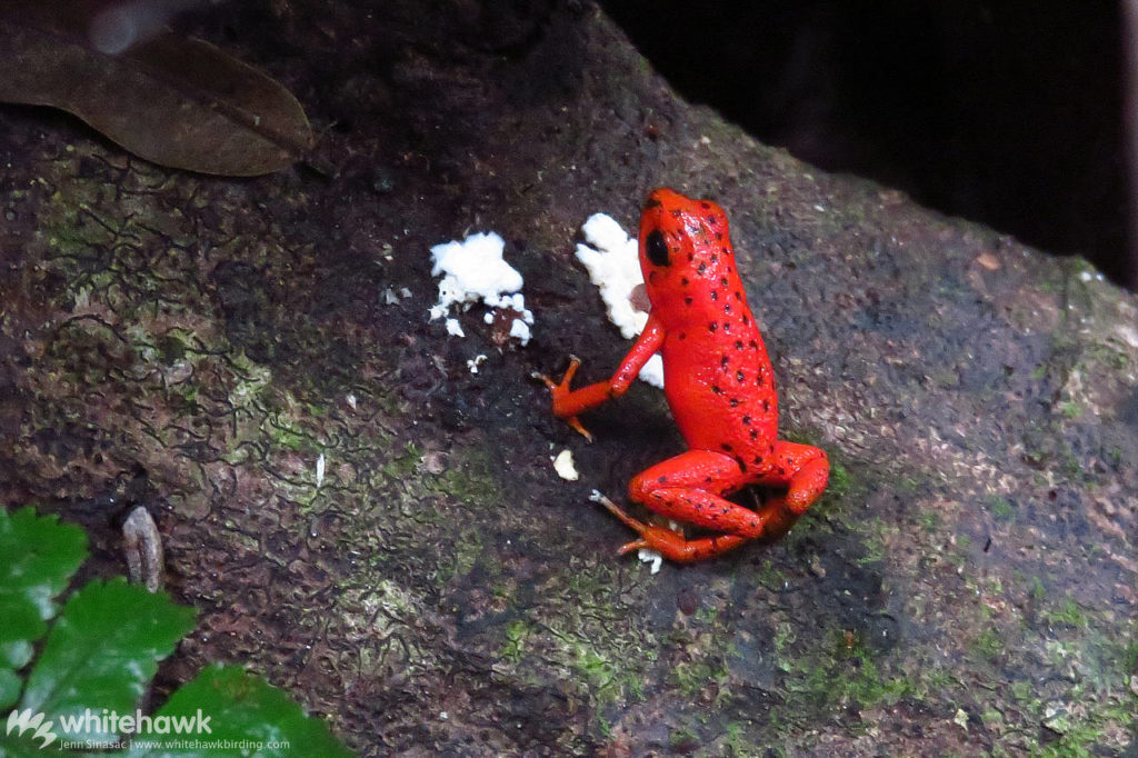 Red Poison Dart Frog Panama Whitehawk Birding