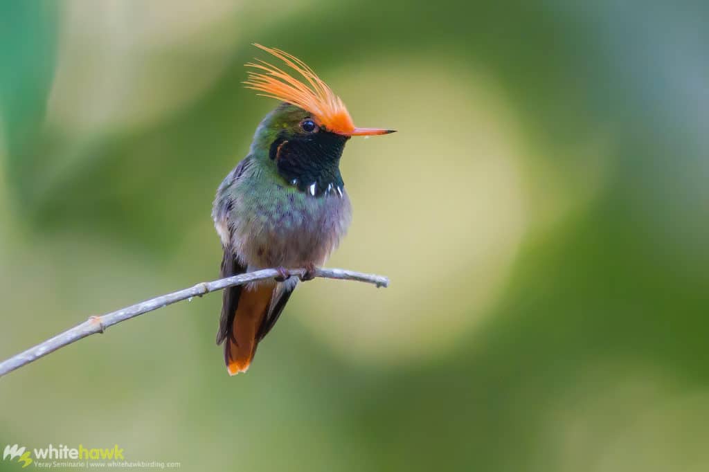 Rufous-crested Coquette Panama Whitehawk Birding