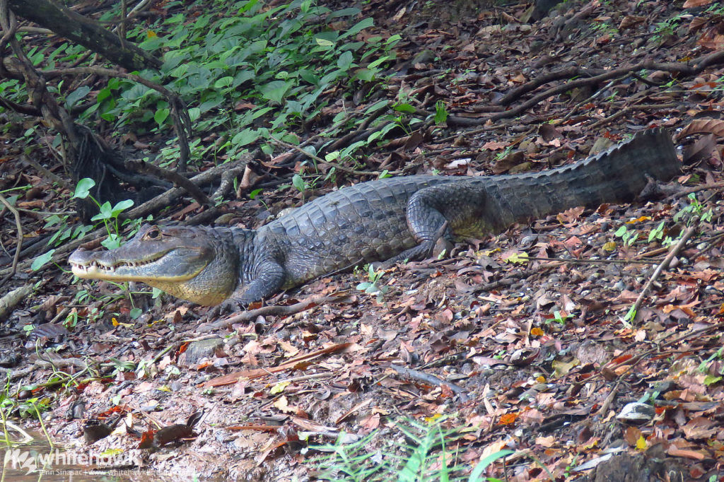 Spectacled Caiman Panama wildlife Whitehawk Birding