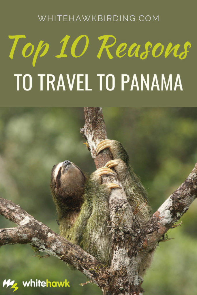 Top 10 Reasons to Travel To Panama - Whitehawk Birding: Panama has many natural, cultural and historical wonders, it's well worth a visit!