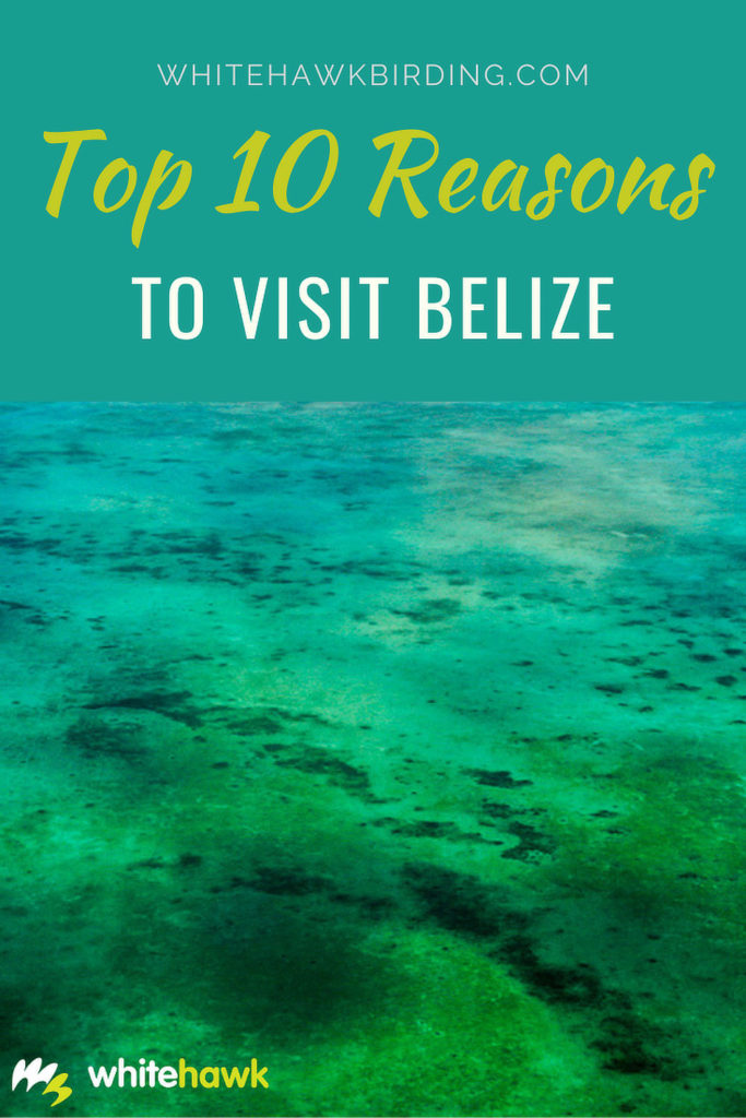 Top 10 Reasons to Visit Belize - Whitehawk Birding: Belize is small but diverse country jam-packed with natural and cultural wonders in every corner.