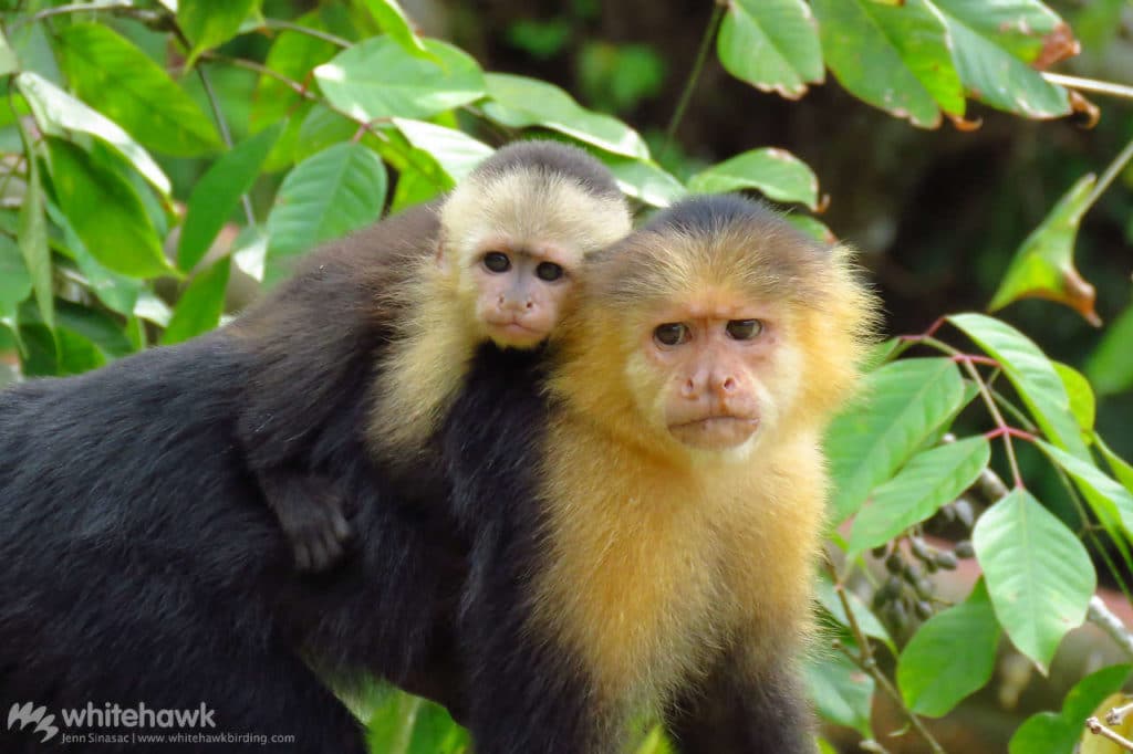 White-faced Capuchin Panama wildlife Whitehawk Birding