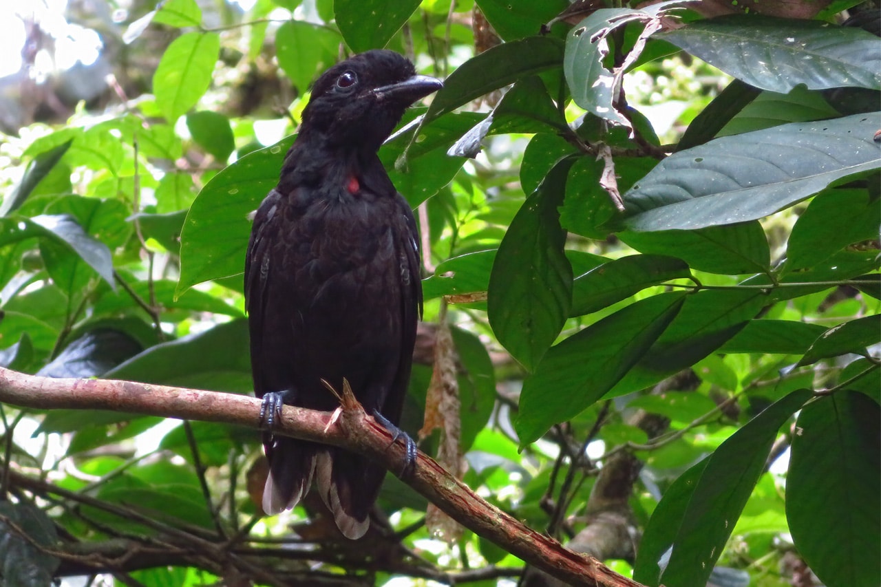 Bare-necked Umbrellabird Panama Whitehawk Birding