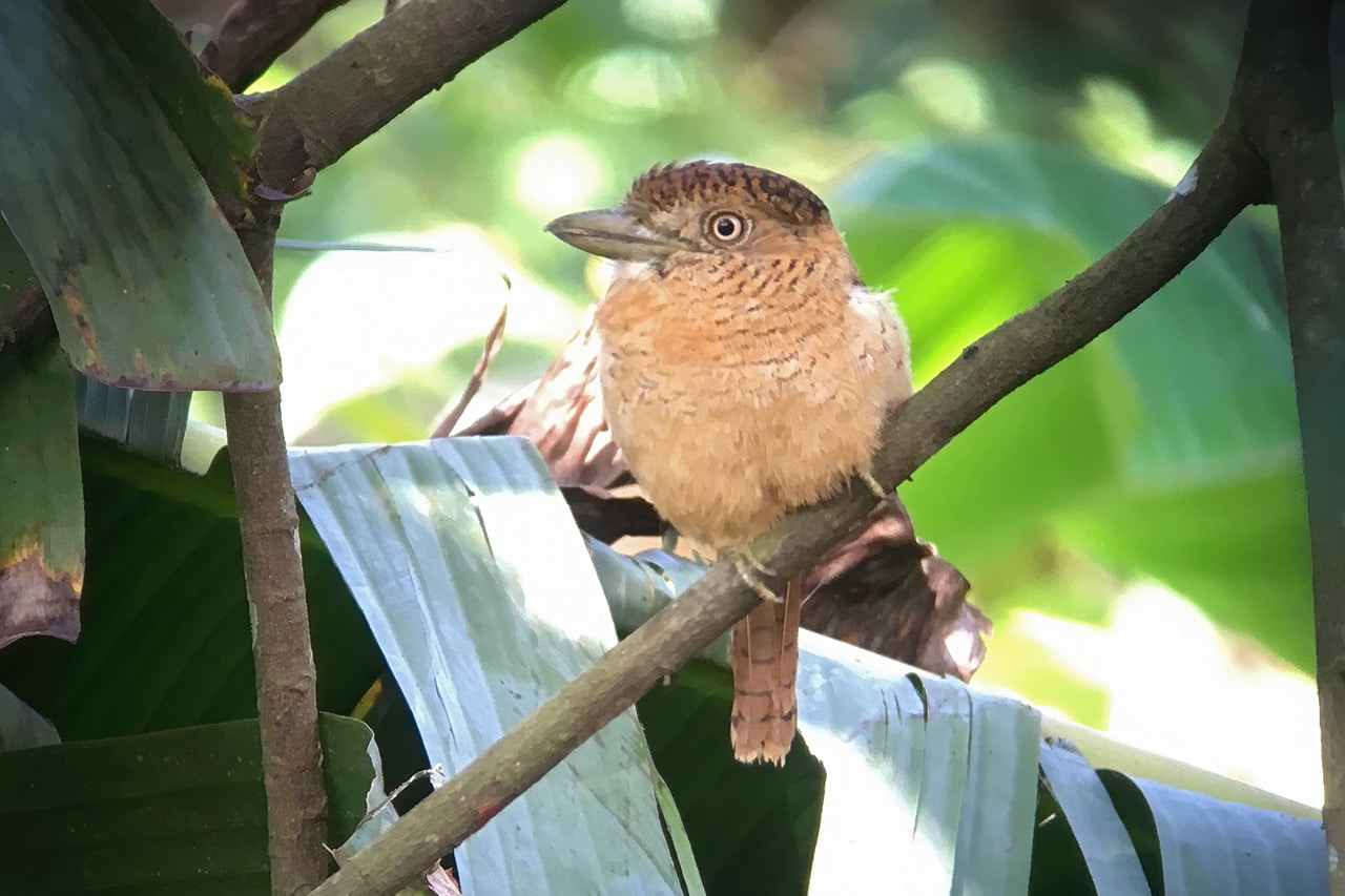 Barred Puffbird Panama Whitehawk Birding