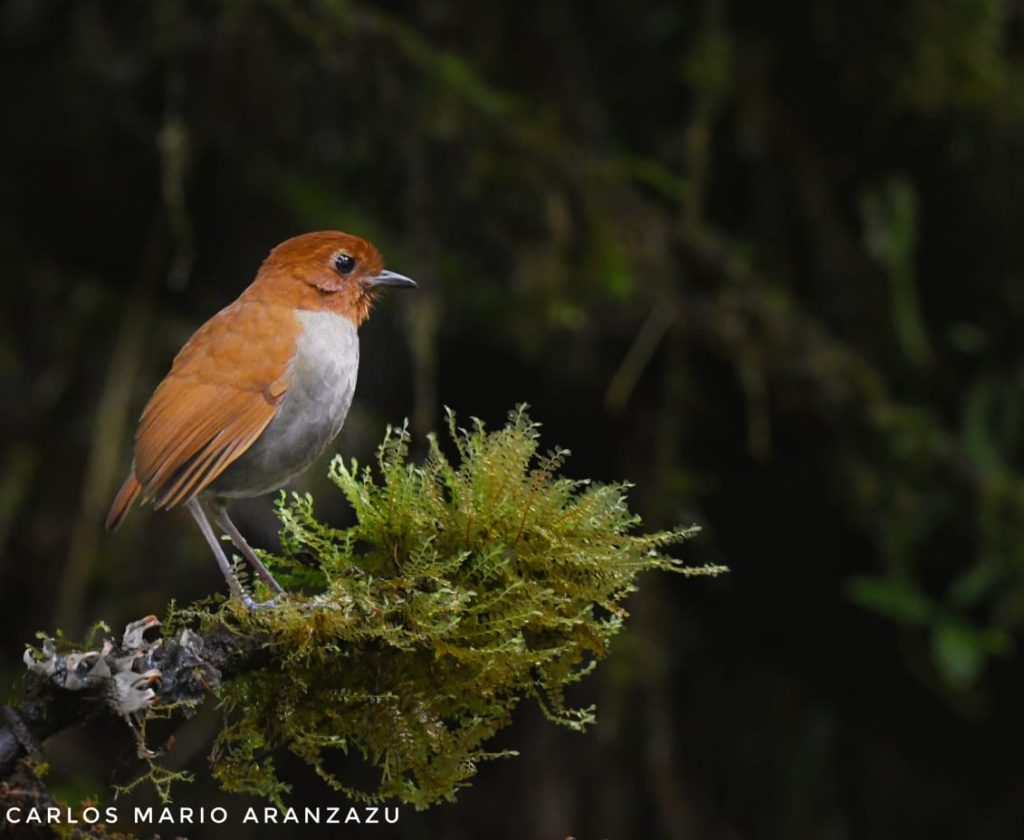 Bicolored Antpitta Manizales Colombia Glamping El Color de Mis Reves