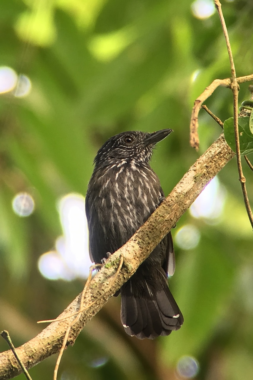 Black-hooded Antshrike Panama Whitehawk Birding
