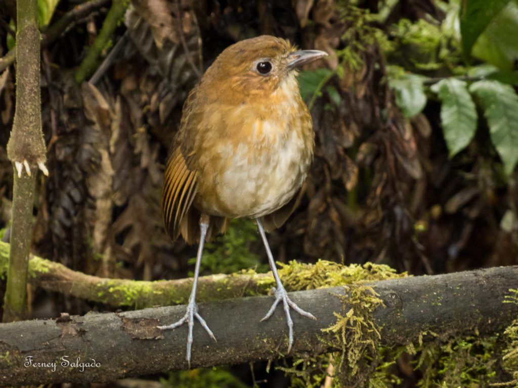 Brown-banded Antpitta endemic bird to Colombia