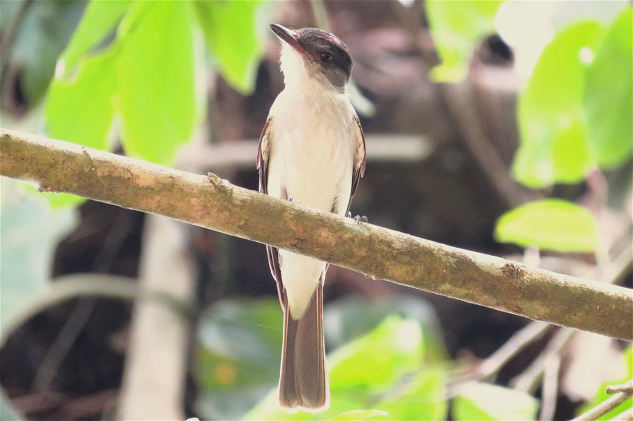 Choco Sirystes Panama Whitehawk Birding