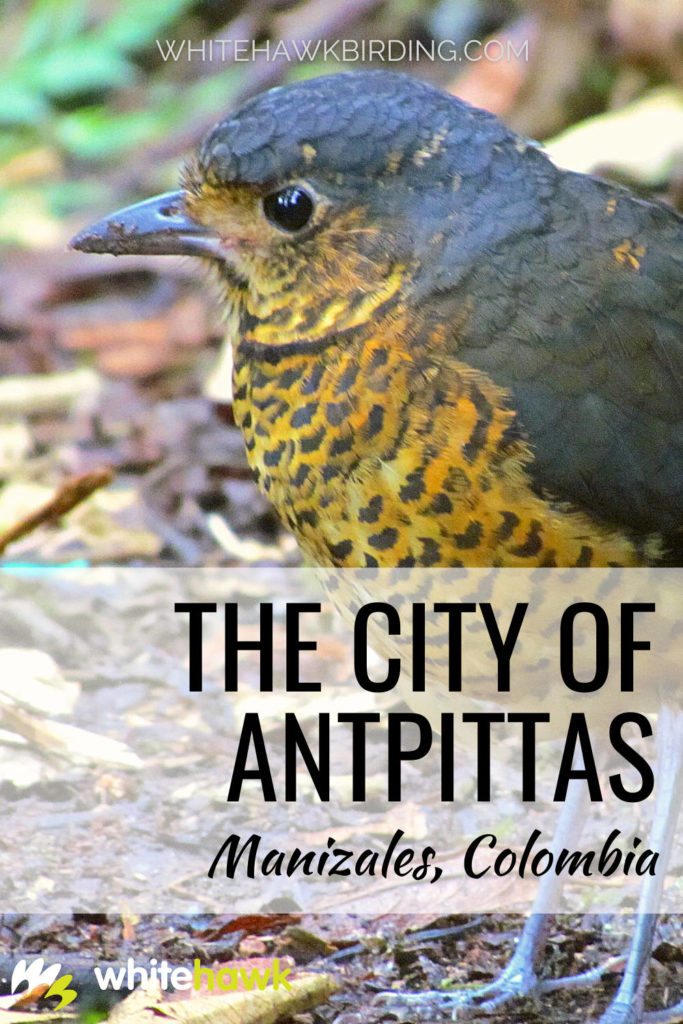 The City of Antpittas - Whitehawk Birding: For a true antpitta paradise, look no further than Manizales, Colombia.