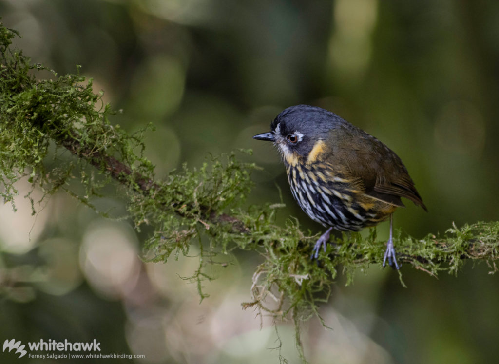 Crescent-faced Antpitta Hacienda El Bosque Manizales Colombia