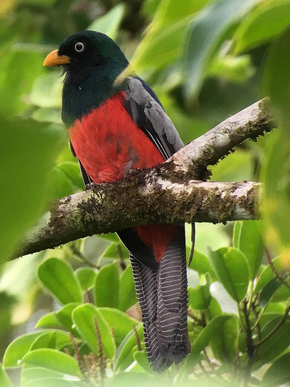 Lattice-tailed Trogon Panama Whitehawk Birding