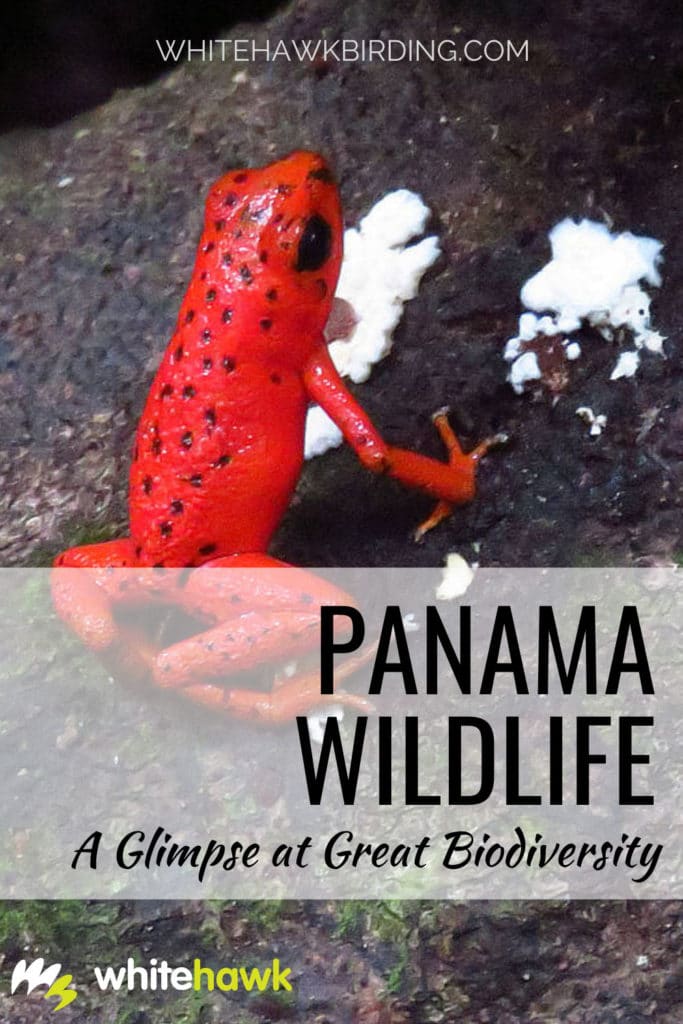 Panama Wildlife: A Glimpse at Great Biodiversity - Whitehawk Birding: Discover the amazing fauna and flora of Panama and find out what's being done to conserve it.