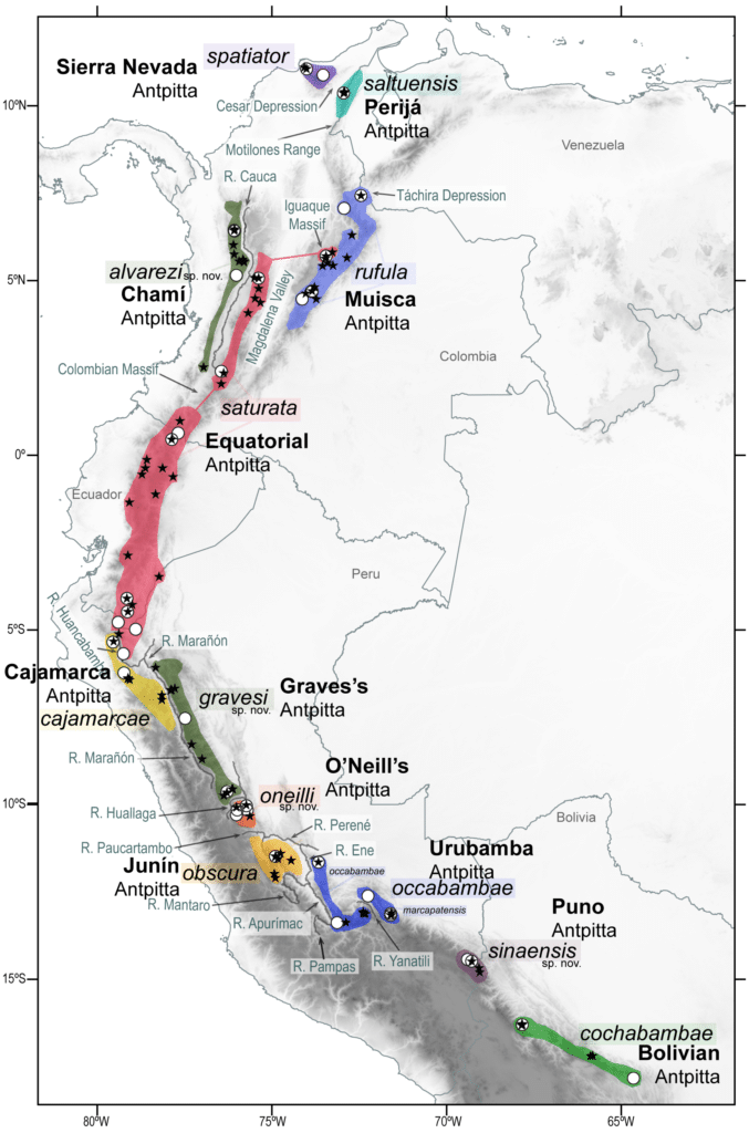 New species of Antpittas in Colombia - Rufous Antpitta complex