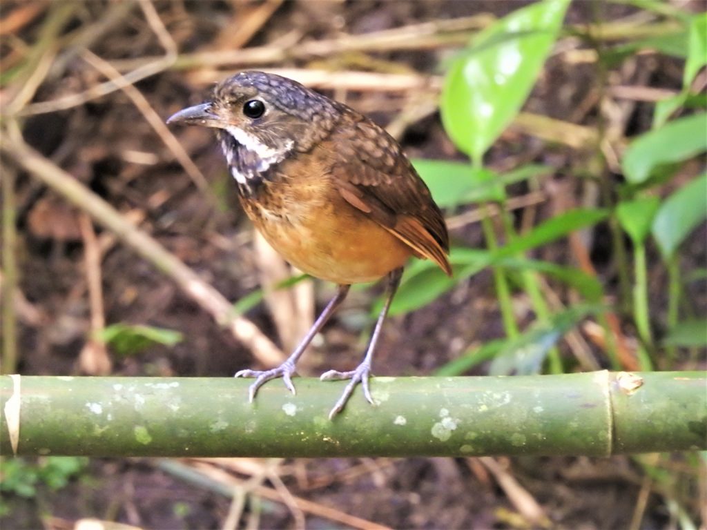 Scaled Antpitta Manizales Colombia