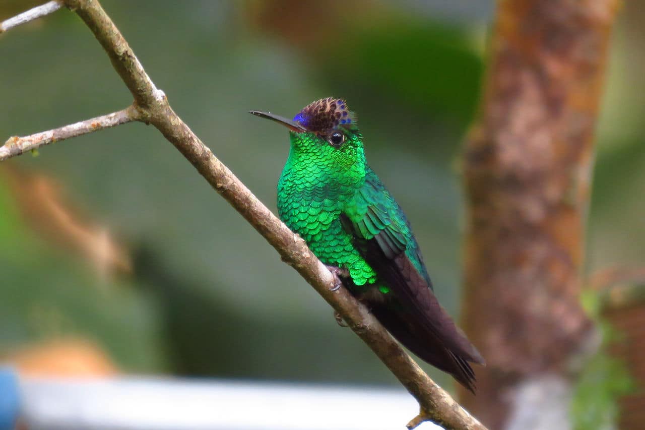 Violet-capped Hummingbird Panama Whitehawk Birding