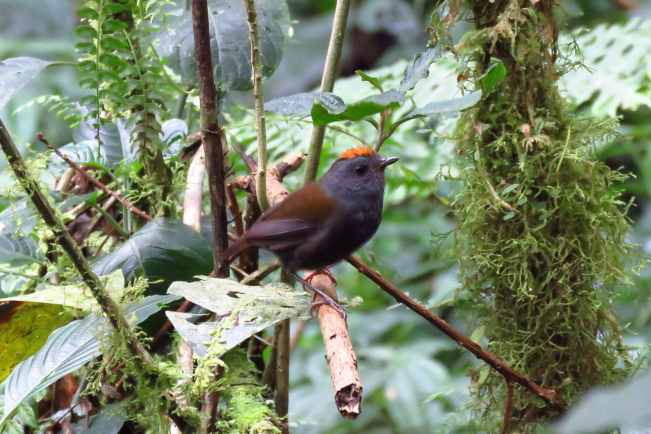 Wrenthrush Panama Whitehawk Birding