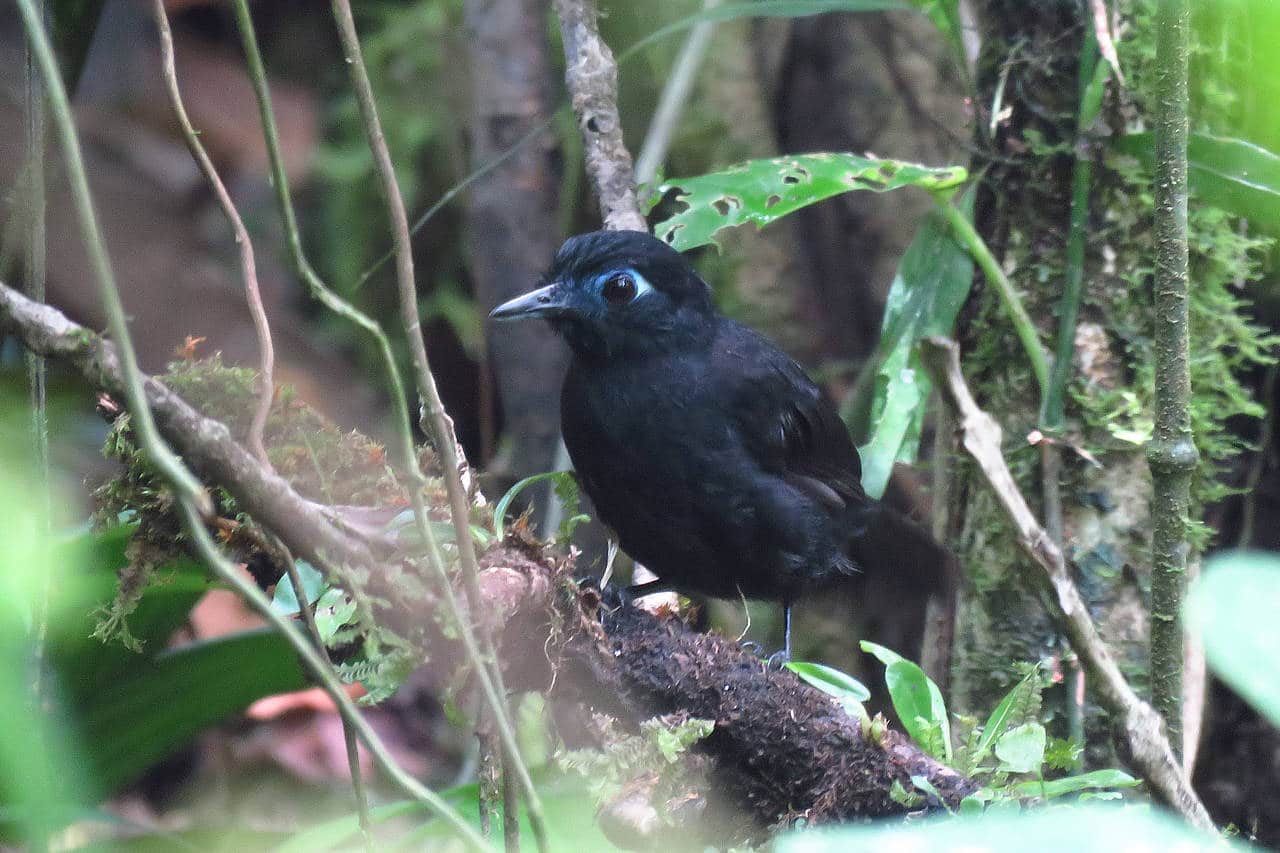 Zeledon's Antbird Panama Whitehawk Birding