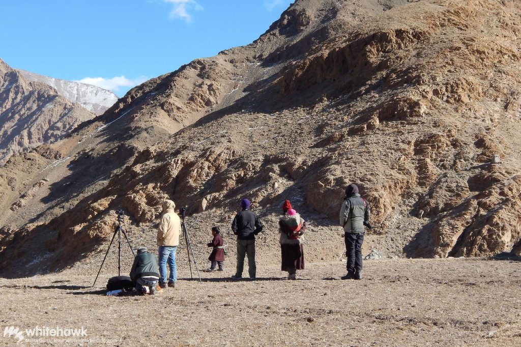 India Himalayas Snow Leopard Tour Whitehawk Birding