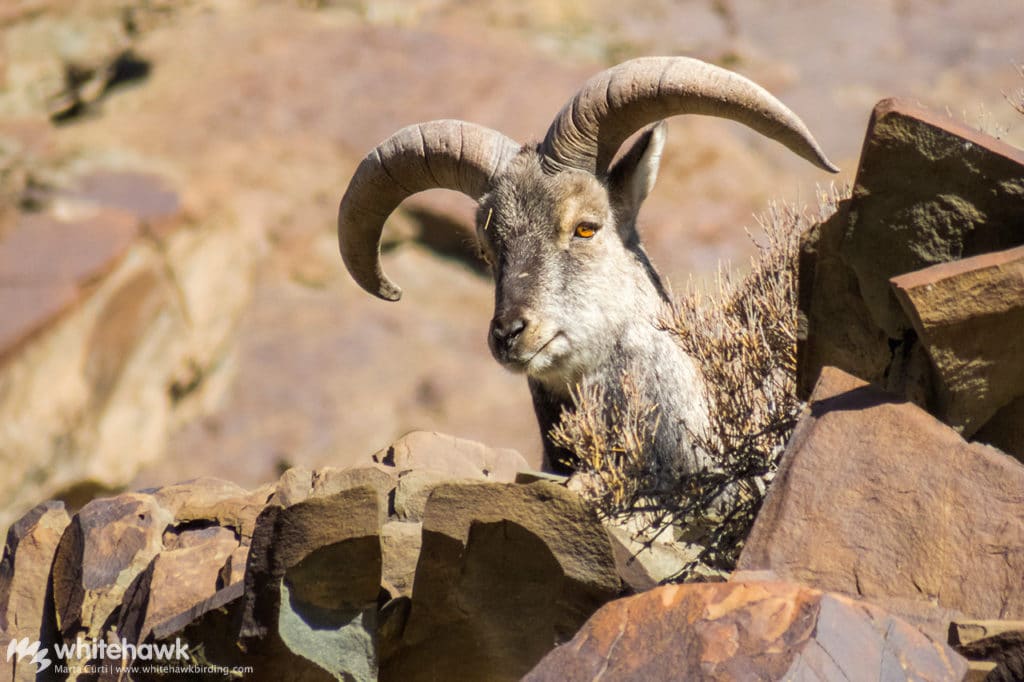 Bharal Himalayas India Whitehawk Birding